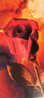 detail - růže.jpg
